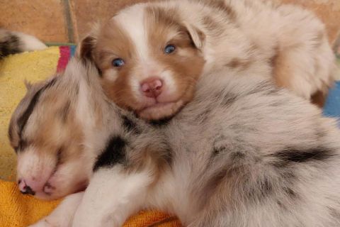 2 Hundebabys - hellbraun mit hellen und dunklen Schattierungen Ein Hundebaby liegt mit Kopf auf dem zweiten liegenden Hundebaby - Foto aus der KW 19, 2023