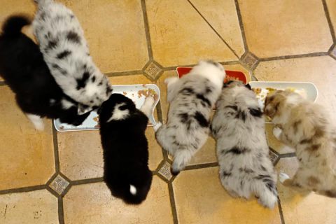 Hundebabys Futterzeit Hundebabys beim Fressen