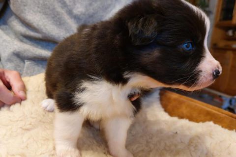 Hundebaby schwarz-weiß mit blauen Augen Hundebaby sitzt auf Fell - Foto aus der KW 19, 2023