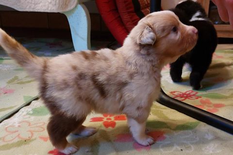 Hundebaby hellbraun gefleckt Hundebaby beim Beschnuppern - Foto aus der KW 19, 2023