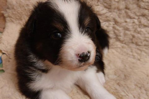 Hundebaby schwarz-weiß Hundebaby blickt in Kamera - Foto aus der KW 19, 2023