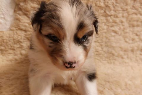 Hundebaby hellbraun-weiß Hundebaby blickt in Kamera - Foto aus der KW 19, 2023