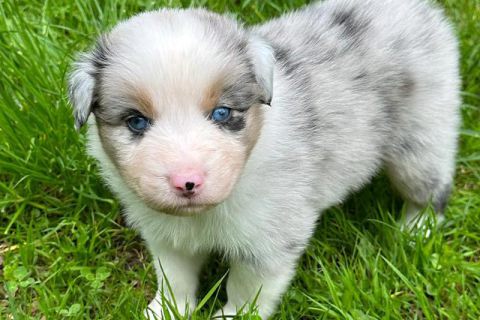 Hundebaby im Gras Hundebaby auf Endeckungsreise im Gras