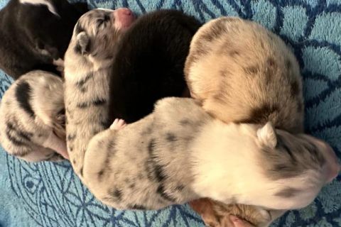 Nalas Welpen - alle zusammen Die Welpen alle zusammen beim Schlummern