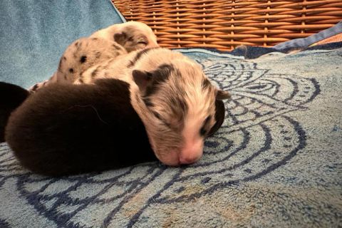 Nalas Nachwuchs - drei zusammen Die Welpen beim Schlummern - ein Knäuel :)