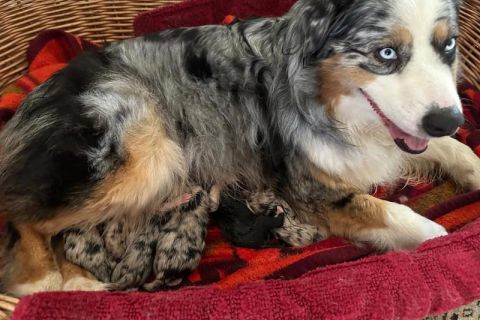 Nala mit ihrem Nachwuchs Nala mit Ihren Welpen beim Milchsaugen