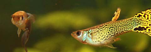 Teaser Konzentrationstörung 2 Fische im Aquarium